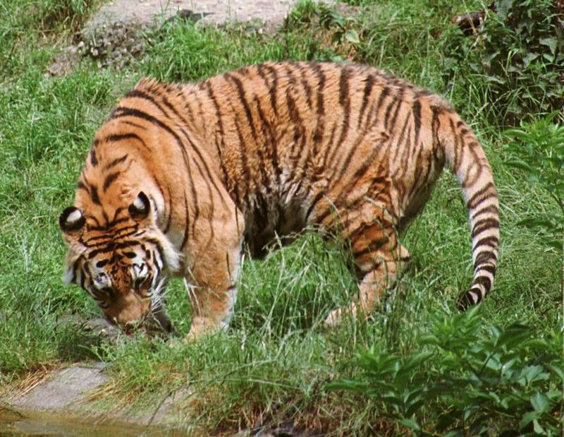 Old negatives, new scans - Duisburg Zoo - Bengal tiger having a drink - Bengal tiger (Panthera tigris tigris); DISPLAY FULL IMAGE.