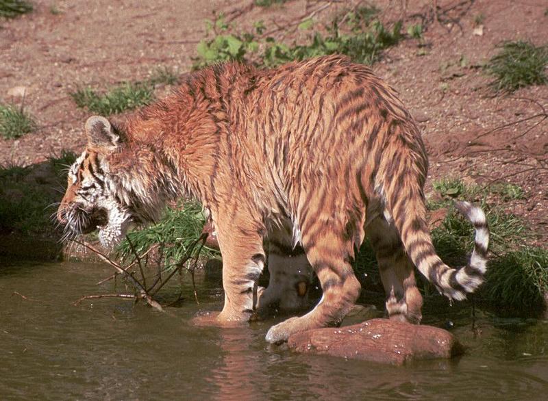 More Hagenbeck Zoo water cat - the little princess, not looking too happy; DISPLAY FULL IMAGE.