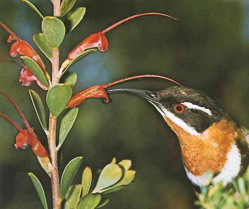 Honey-Suckers-001 - Western Spinebill, Acanthorhynchus superciliosus; DISPLAY FULL IMAGE.