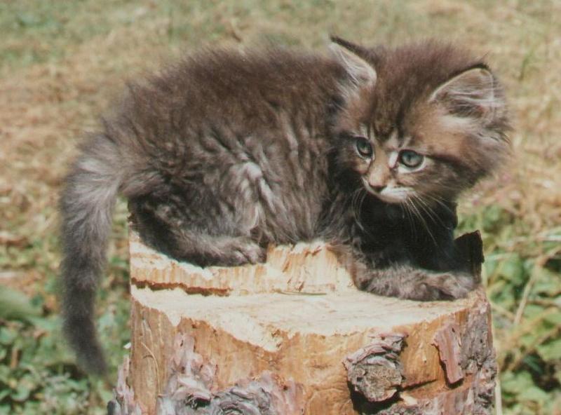 Kitten; DISPLAY FULL IMAGE.