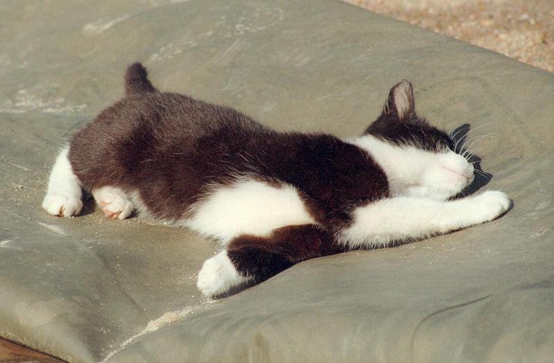 Kruezen Animal Park's ferocious predators - cute kitten at play; DISPLAY FULL IMAGE.