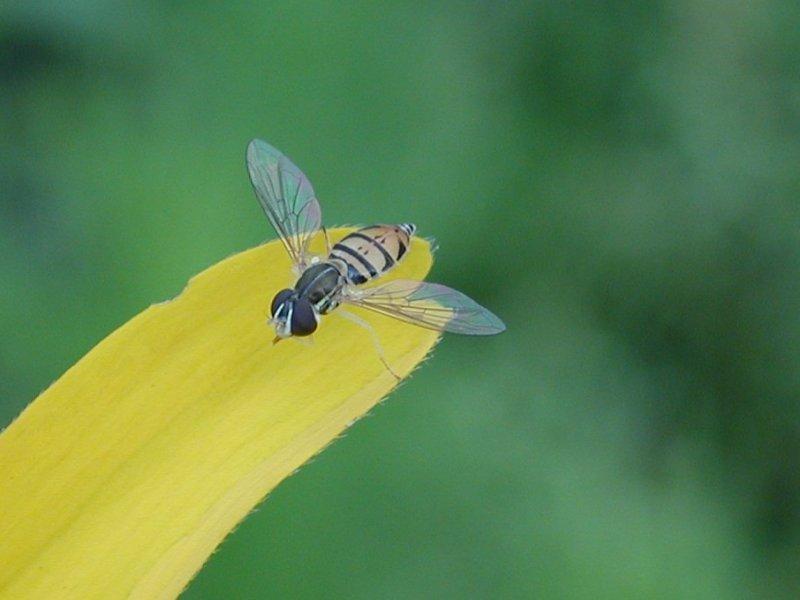 Hover Bee; DISPLAY FULL IMAGE.