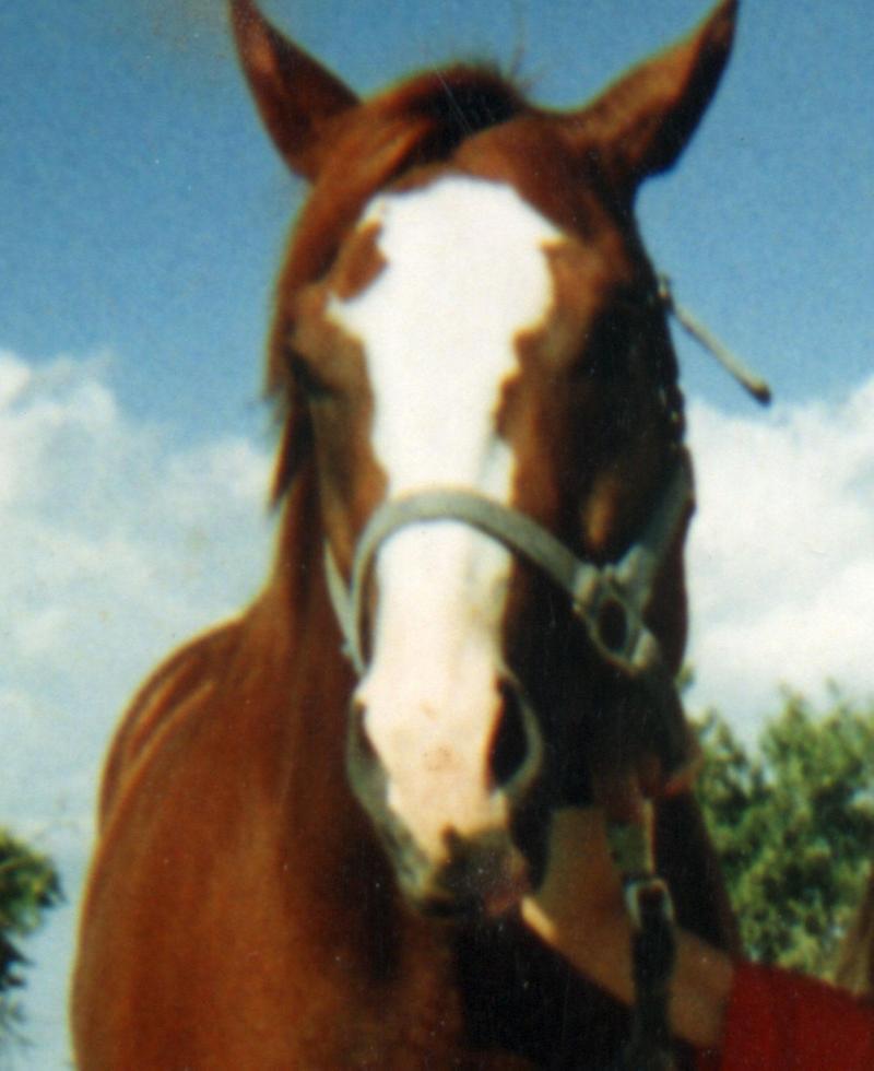 HORSE  PICTURES; DISPLAY FULL IMAGE.