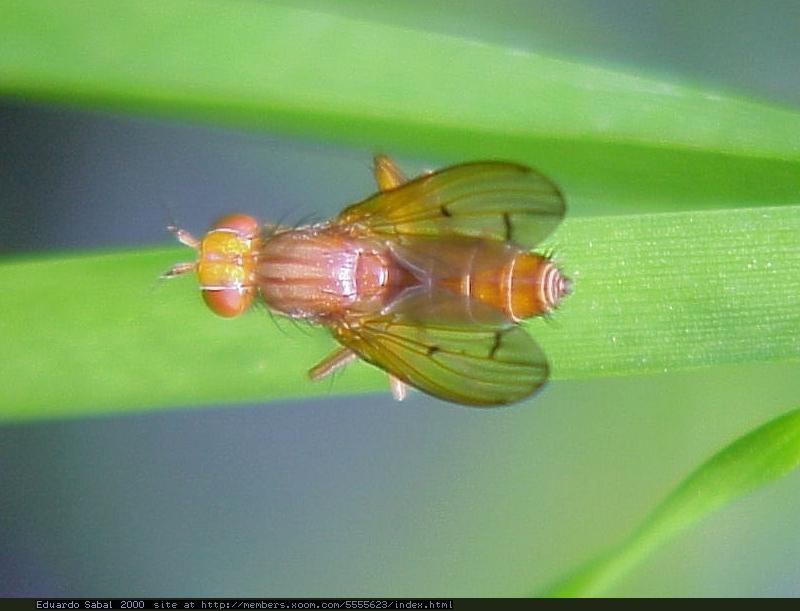 E.S. - some new bugpics 4; DISPLAY FULL IMAGE.