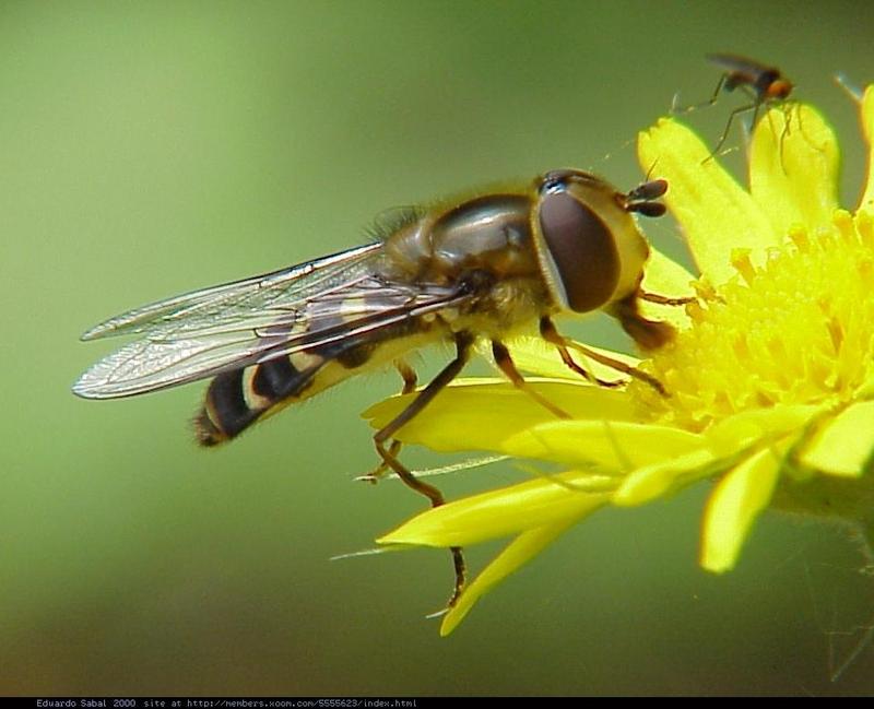 E.S. - some new bugpics 3; DISPLAY FULL IMAGE.