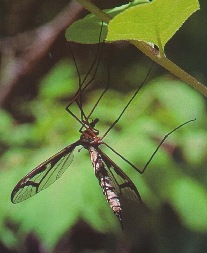 Dragonfly Gnat (Tipula coquilletti) (잠자리각다귀); DISPLAY FULL IMAGE.