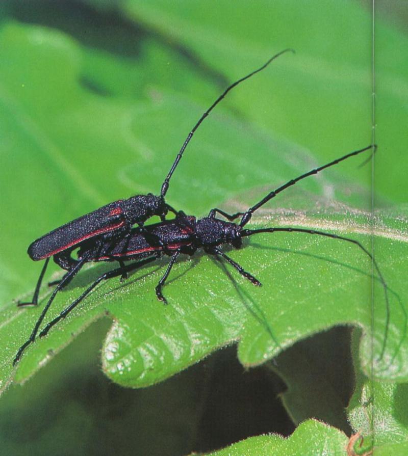 Red-lined Long-horned Beetles - Asias halodendri  - 먹주홍하늘소; DISPLAY FULL IMAGE.