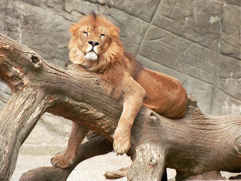 Please pardon yesterday's scratchy Lion scan - here's the revised version in 1024x768; DISPLAY FULL IMAGE.