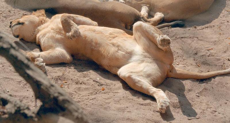 Lioness in Hannover Zoo - sorry for no tail - I just had to take the pic; DISPLAY FULL IMAGE.