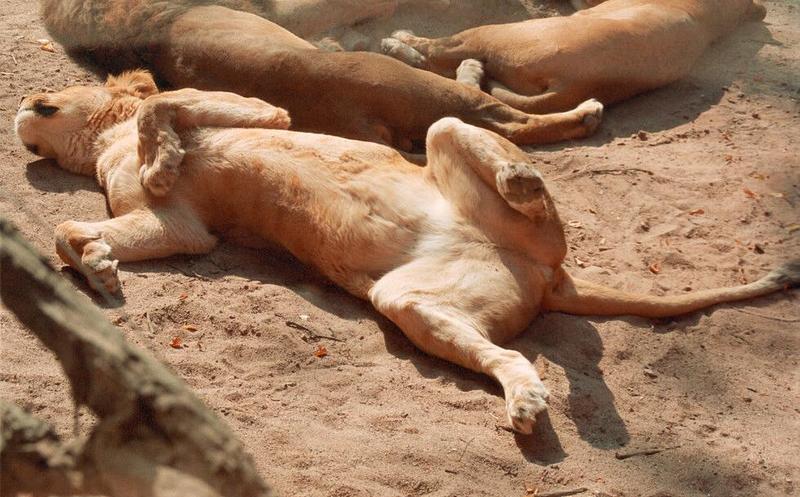 For Raja (and everyone else here) - Hannover Zoo kitty, wrong side up :-); DISPLAY FULL IMAGE.