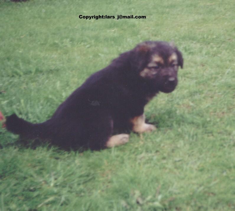 My dog4 - lufsen5.jpg; DISPLAY FULL IMAGE.