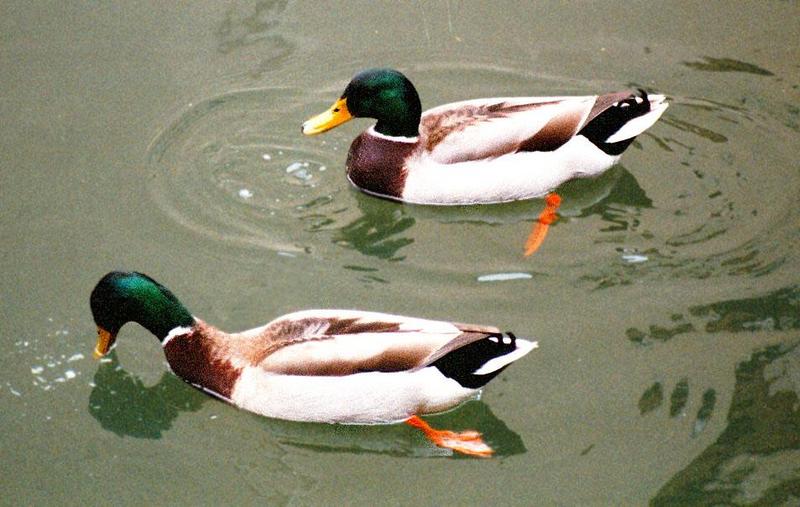 (Description) File 5 of 5 - Mallard4.jpg (0/1); DISPLAY FULL IMAGE.