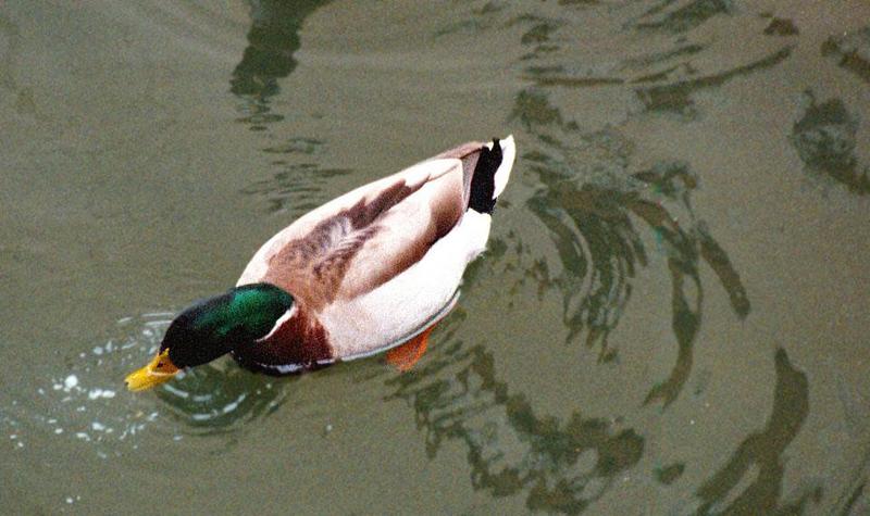 (Description) File 5 of 5 - Mallard4.jpg (0/1); DISPLAY FULL IMAGE.