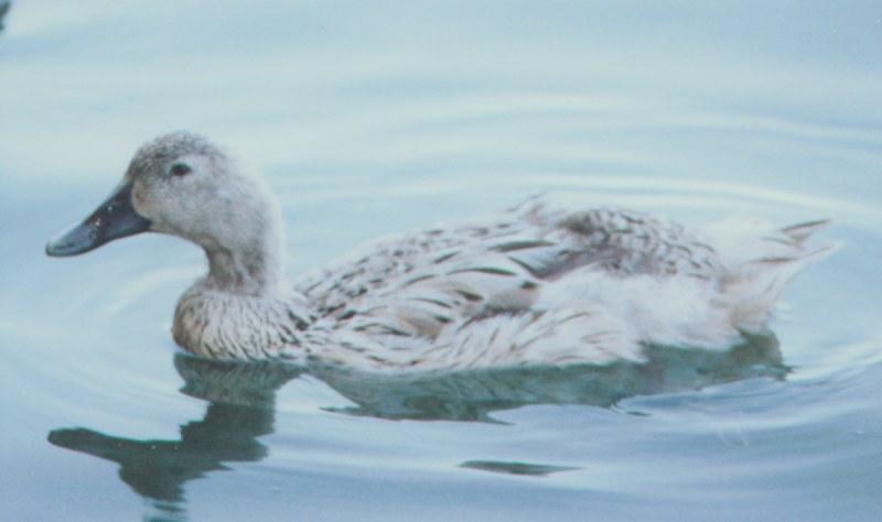 Mallard; DISPLAY FULL IMAGE.