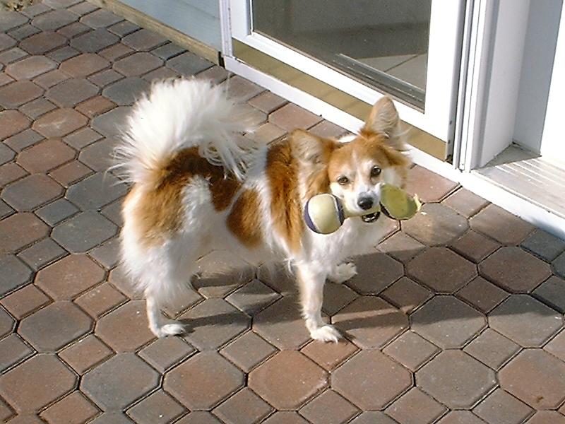 Muffin M. Walker - Papillon [butterfly dog] - Muffin Walker Dscf4223-B.jpg; DISPLAY FULL IMAGE.