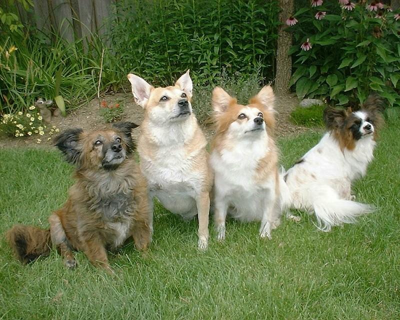 My Babies [dogs] - My_Babies_Dscf2620GF.jpg; DISPLAY FULL IMAGE.