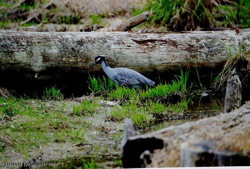 Heron 2; DISPLAY FULL IMAGE.
