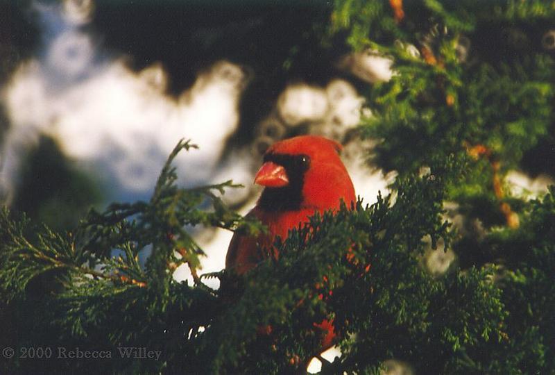 Re: Repost - Cardinal bird; DISPLAY FULL IMAGE.