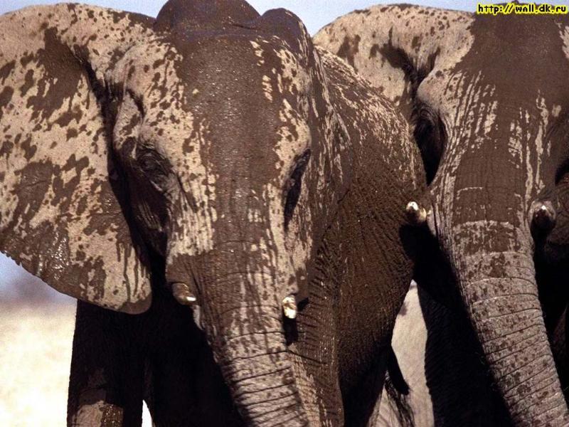 Re: elephants; DISPLAY FULL IMAGE.