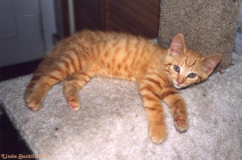 Cat-Opie9; DISPLAY FULL IMAGE.