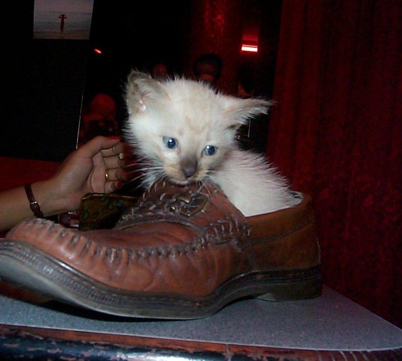 Cute Young Siamese Cat !; DISPLAY FULL IMAGE.