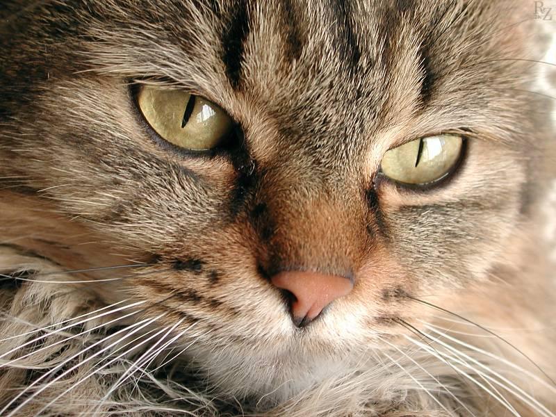 Penny the Cat; DISPLAY FULL IMAGE.
