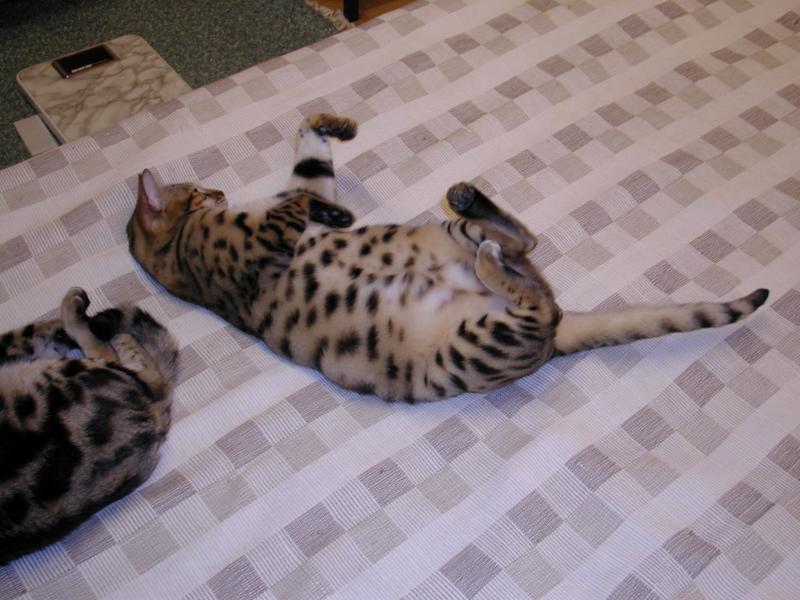 My cat too...; DISPLAY FULL IMAGE.