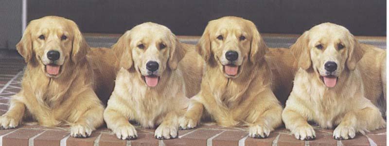 Quadruplets!; DISPLAY FULL IMAGE.