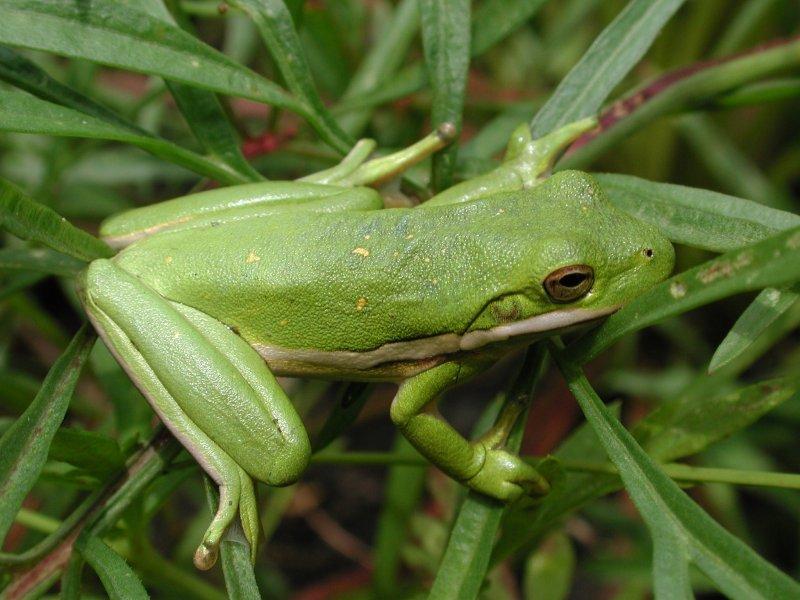Ribbit; DISPLAY FULL IMAGE.