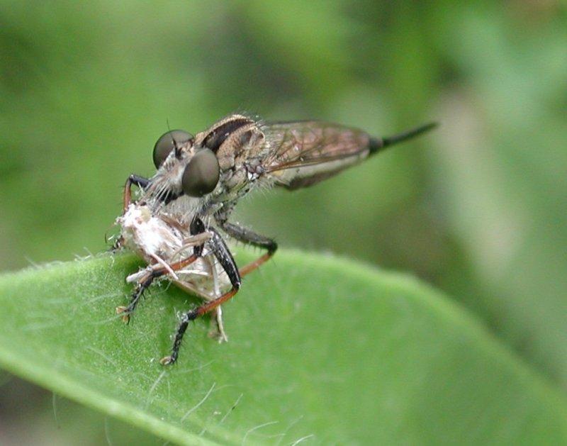 Robber Fly with prey; DISPLAY FULL IMAGE.