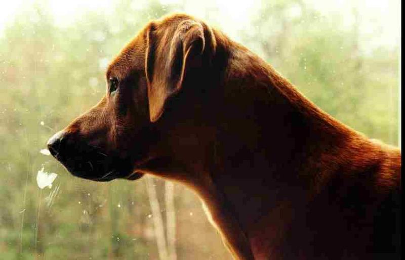 Posting dogs - rodesian.jpg(1/1) 13112 bytes; DISPLAY FULL IMAGE.