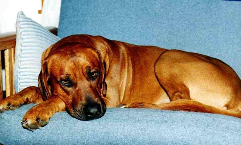 Posting dogs - rodesian2.jpg(1/1) 31442 bytes; DISPLAY FULL IMAGE.