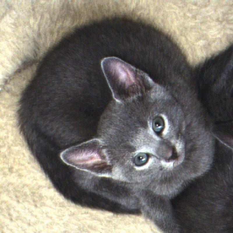 Rusian Blue Cats - Flood; DISPLAY FULL IMAGE.