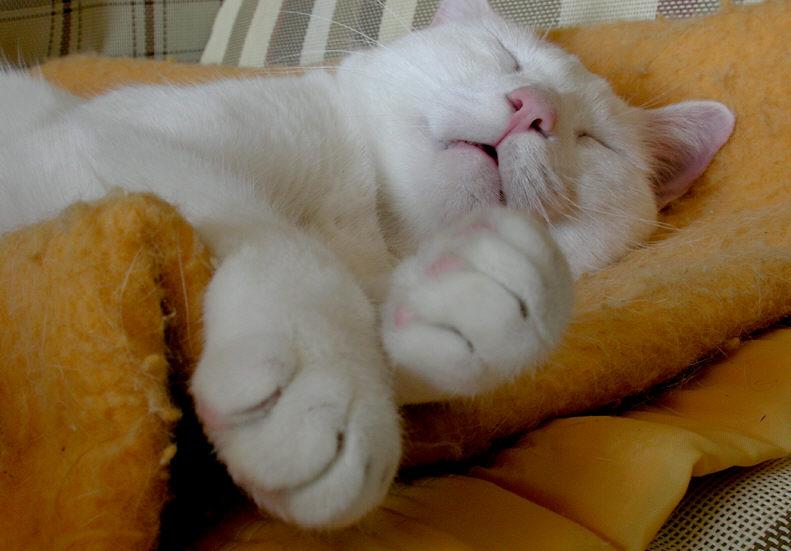 Sleepy Cat...; DISPLAY FULL IMAGE.