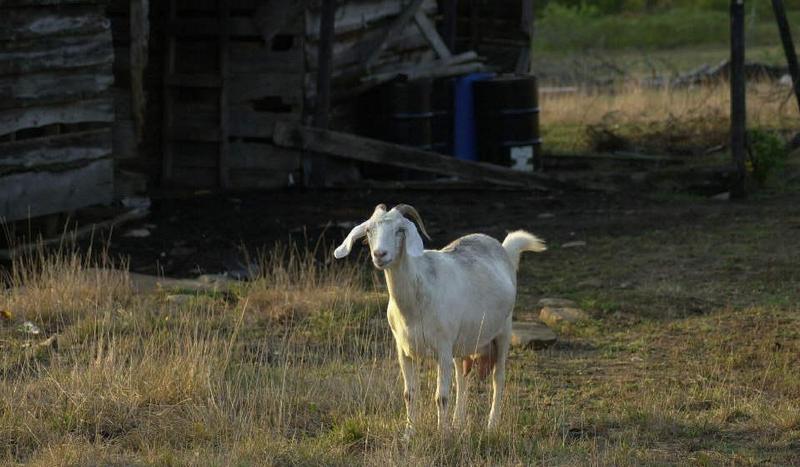 goat; DISPLAY FULL IMAGE.