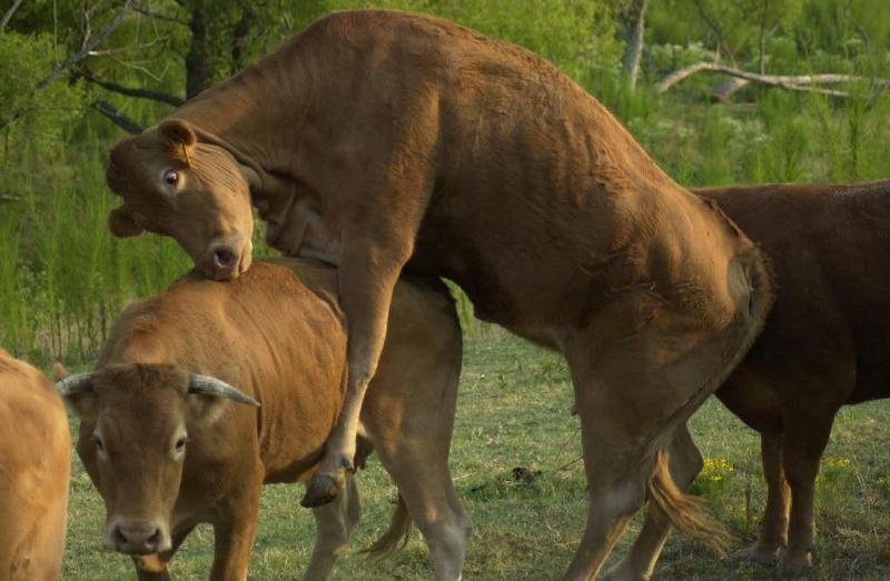 Confused Cows!!; DISPLAY FULL IMAGE.