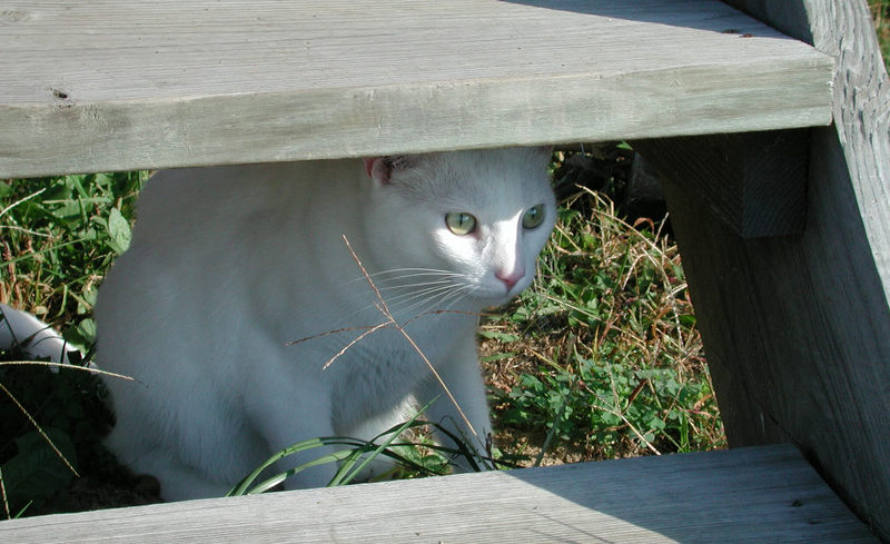 Looking Out..; DISPLAY FULL IMAGE.