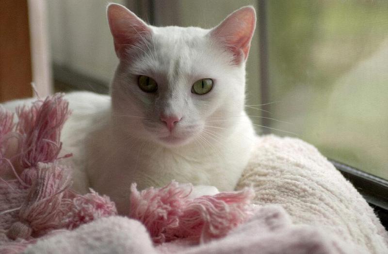 My ugly cat Spot, again...; DISPLAY FULL IMAGE.