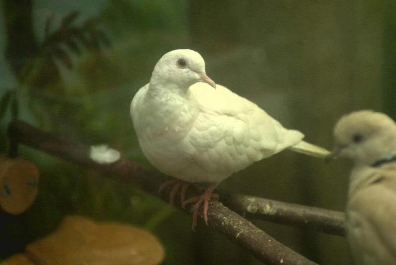 Dove in Pet Smart store; DISPLAY FULL IMAGE.