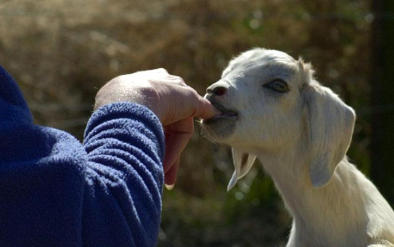 Got Milk?; DISPLAY FULL IMAGE.