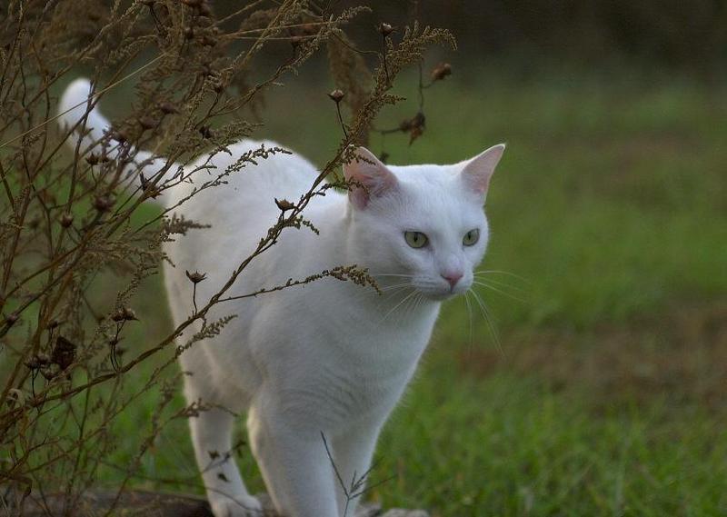 Great White Hunter (Spot); DISPLAY FULL IMAGE.