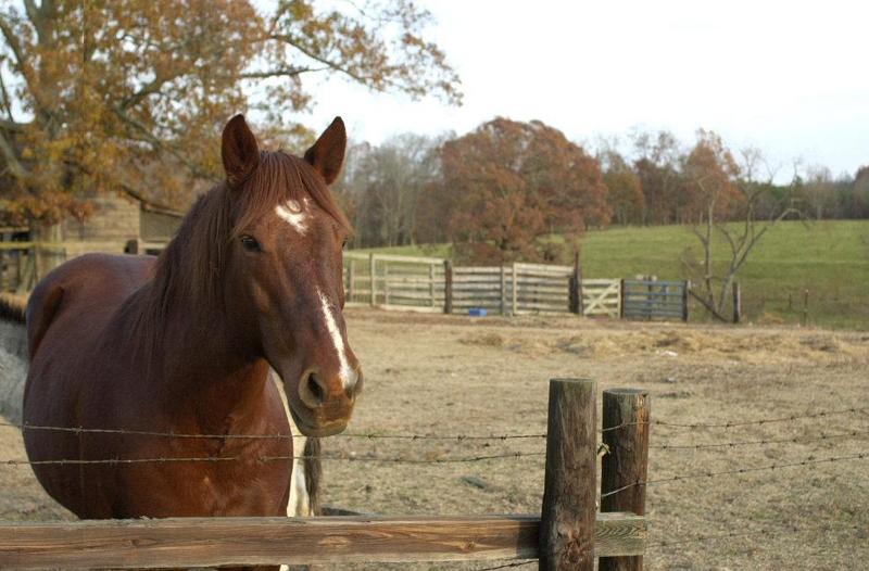 Horse 2..; DISPLAY FULL IMAGE.