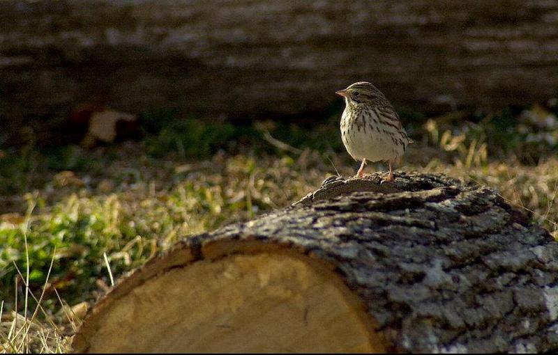 this mornings birds 3..; DISPLAY FULL IMAGE.