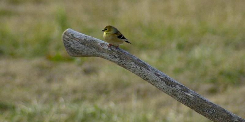 this mornings birds 3..; DISPLAY FULL IMAGE.