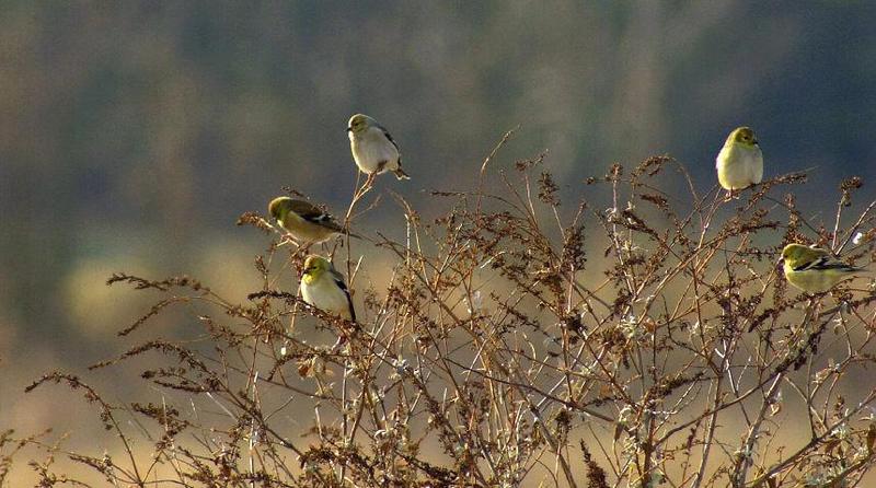 this mornings birds...; DISPLAY FULL IMAGE.