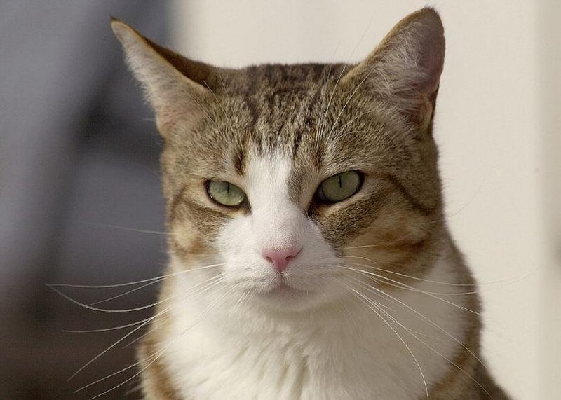 Willie..; DISPLAY FULL IMAGE.