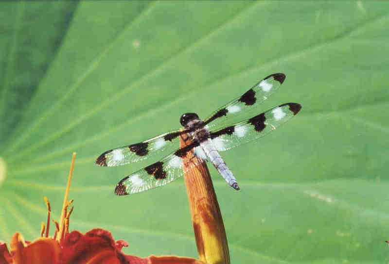 Dragonfly - Sacramento Zoo, CA; DISPLAY FULL IMAGE.