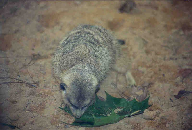 Meerkat - Jacksonville Zoo, Florida #1; DISPLAY FULL IMAGE.
