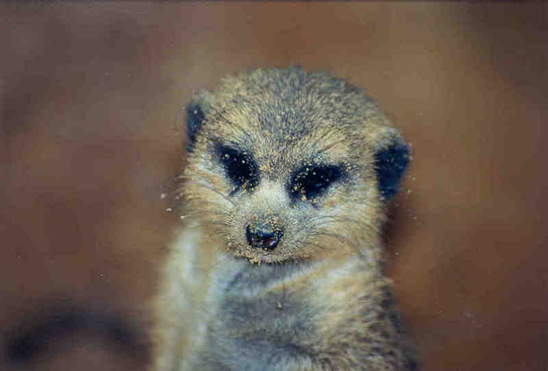 Meerkat - Jacksonville Zoo, Florida #2; DISPLAY FULL IMAGE.