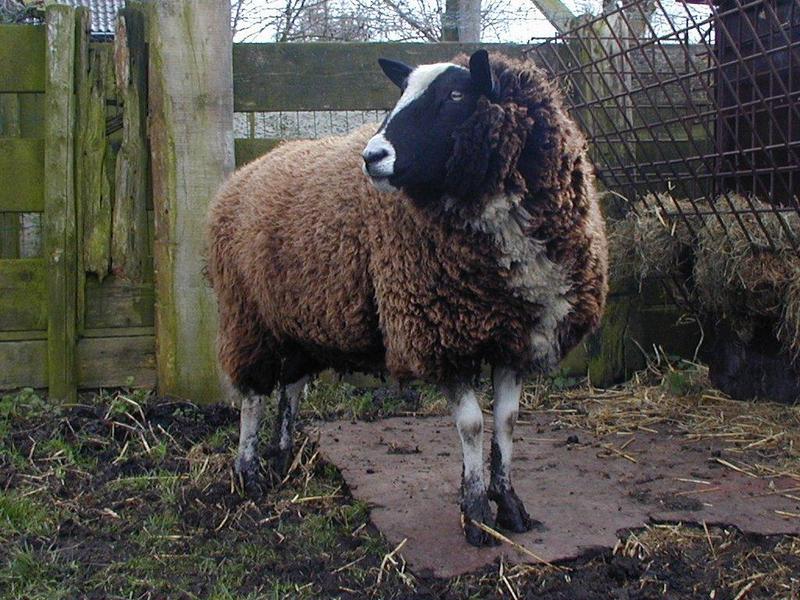 Re: Request:::::::: Turkeys and sheep; DISPLAY FULL IMAGE.